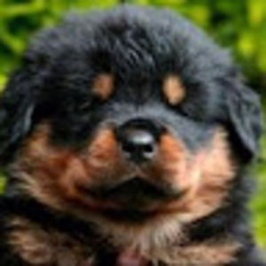 Meet your Posher, Samuel